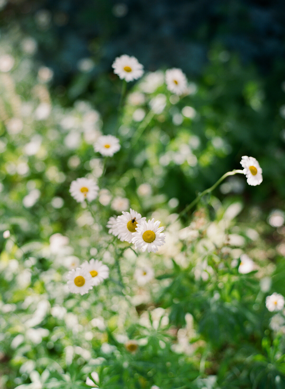 Aspen_Snowmass_Ranch_Wedding-26