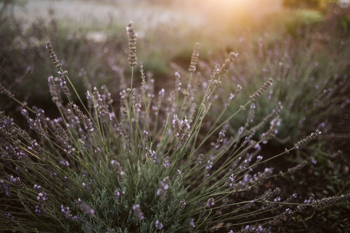 garden2023-99