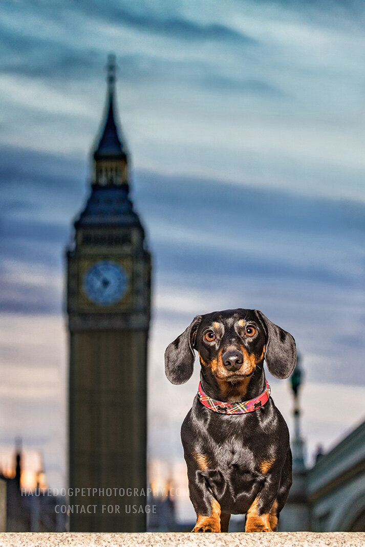 international dog photographer Big Ben Dachshund London
