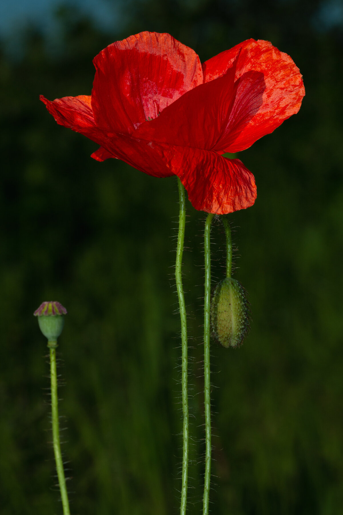 poppy_red_9093