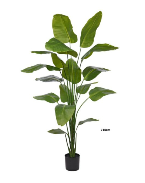 Strelitzia 210cm