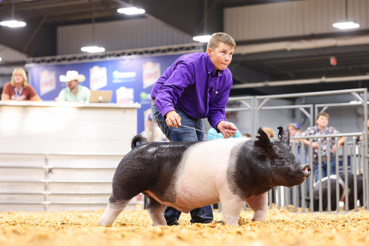 livestock photography