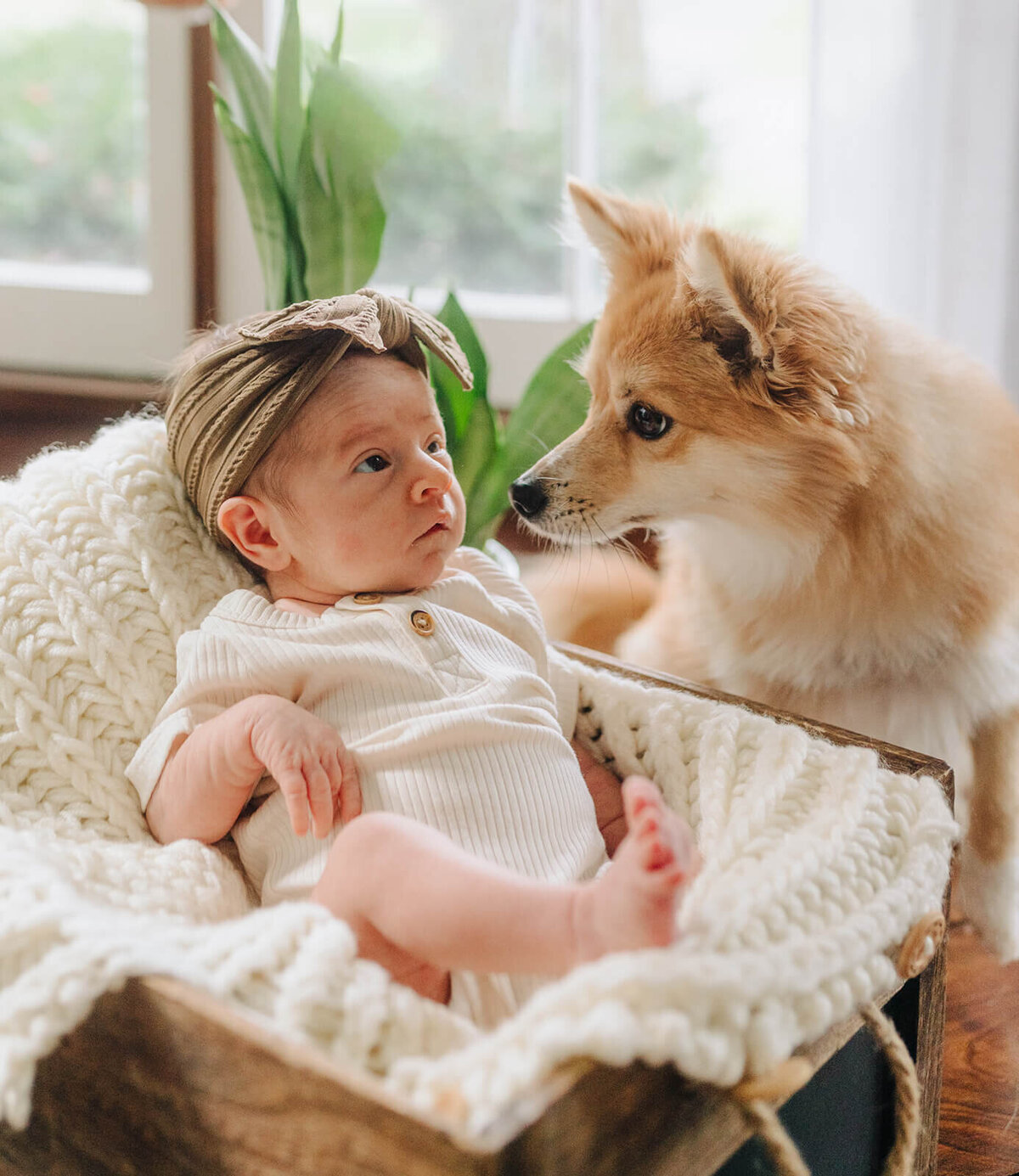 Baby in moses basket with dog sitting next to it at newborn photoshoot at Finger Lakes, NY