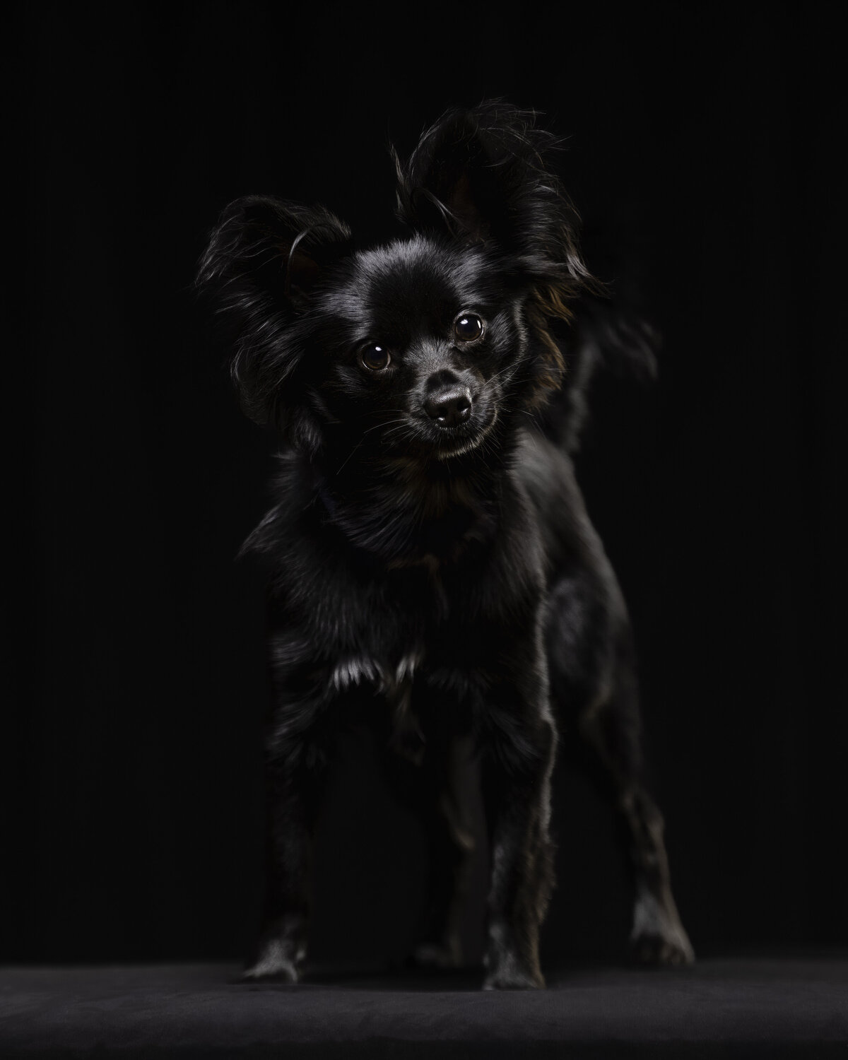 seattle-pet-photographer fb