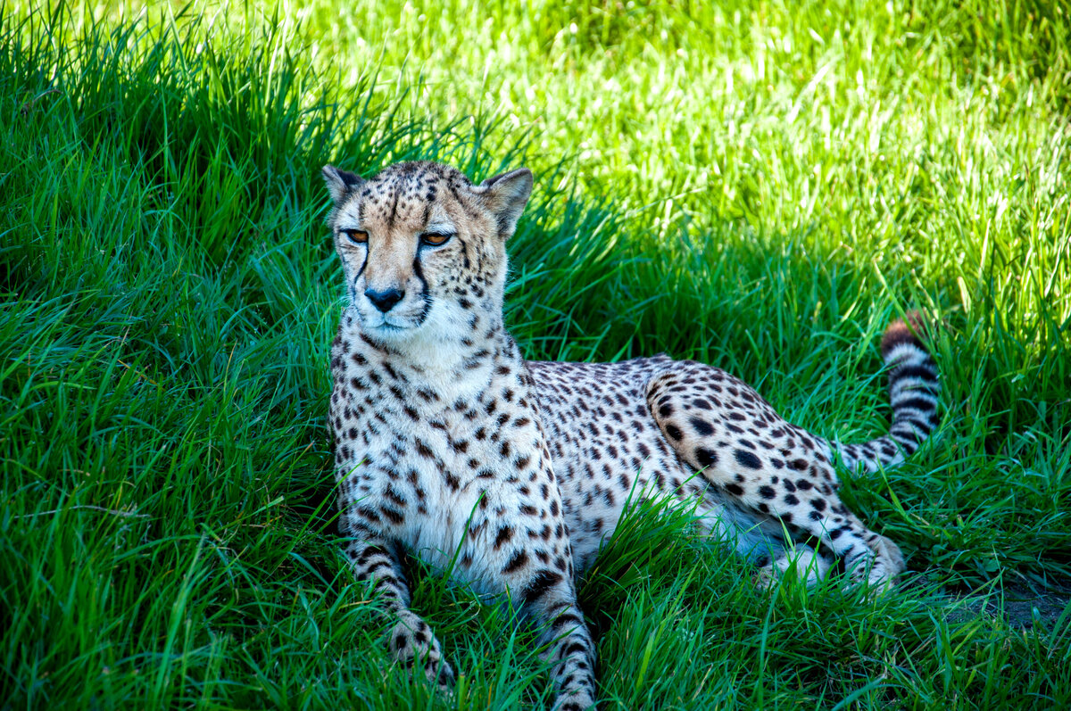 SA (652 of 1042)