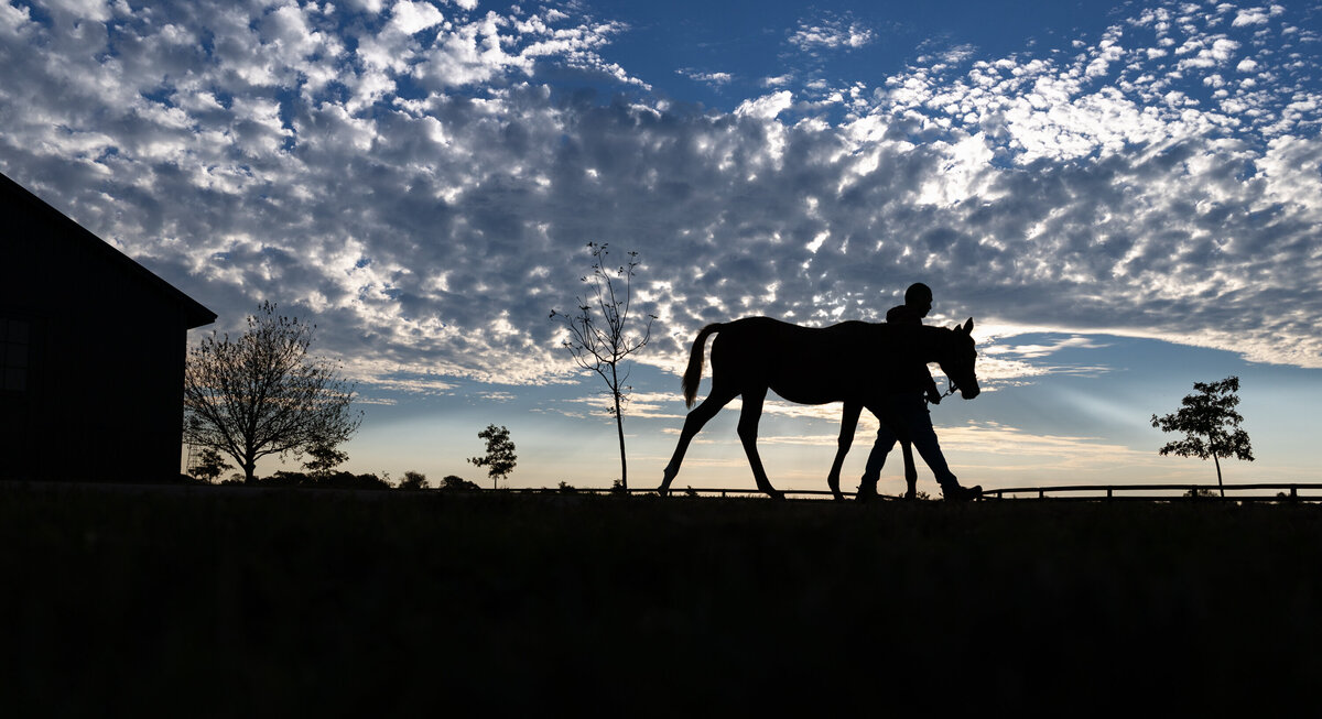 Silhouette of a Thoroughbred weanling at sunrise.