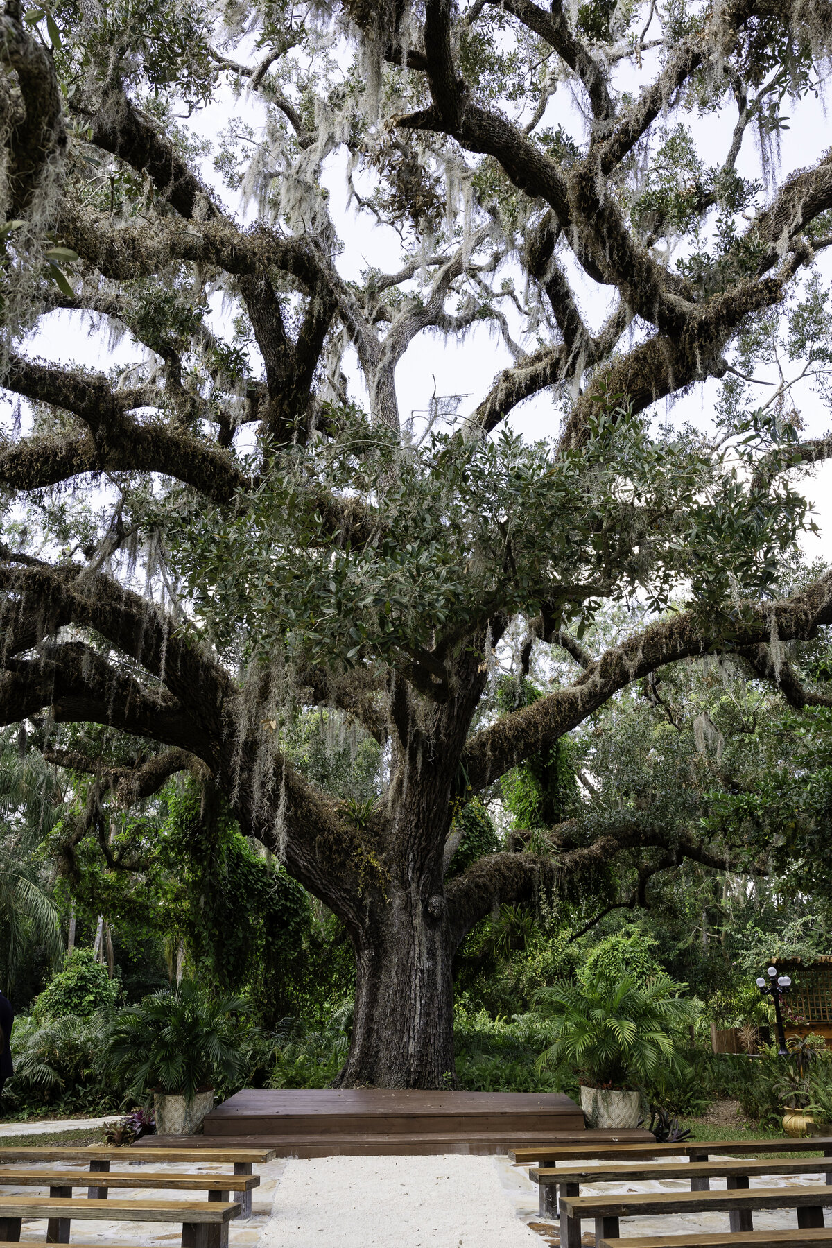 0001-cara-dehart-lewis-photography-del-favero-oasis-tampa-elopement-in-florida-chantilly-chic-celebrations