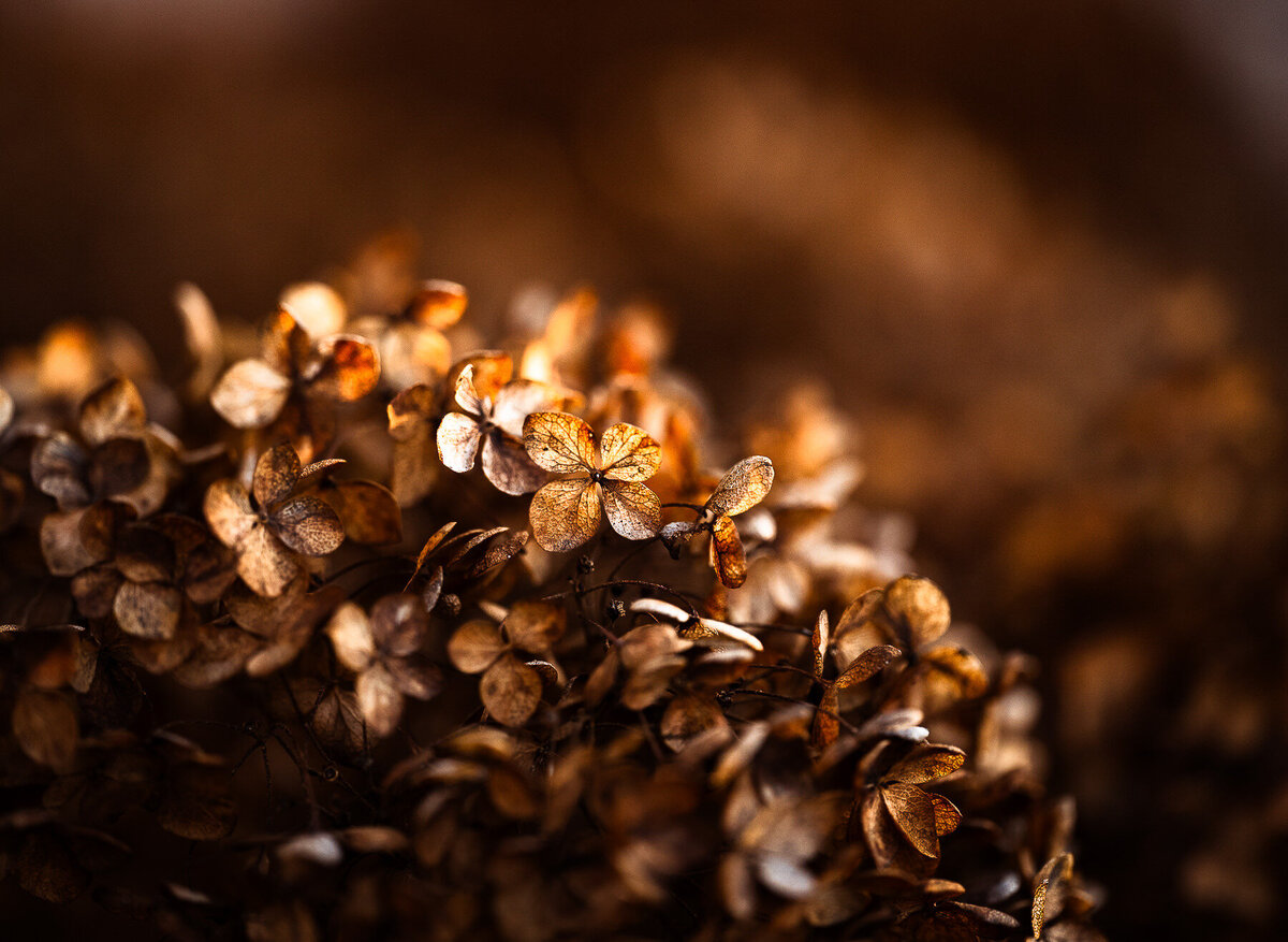 10 - Autumn Hydrangea 2 - JJ