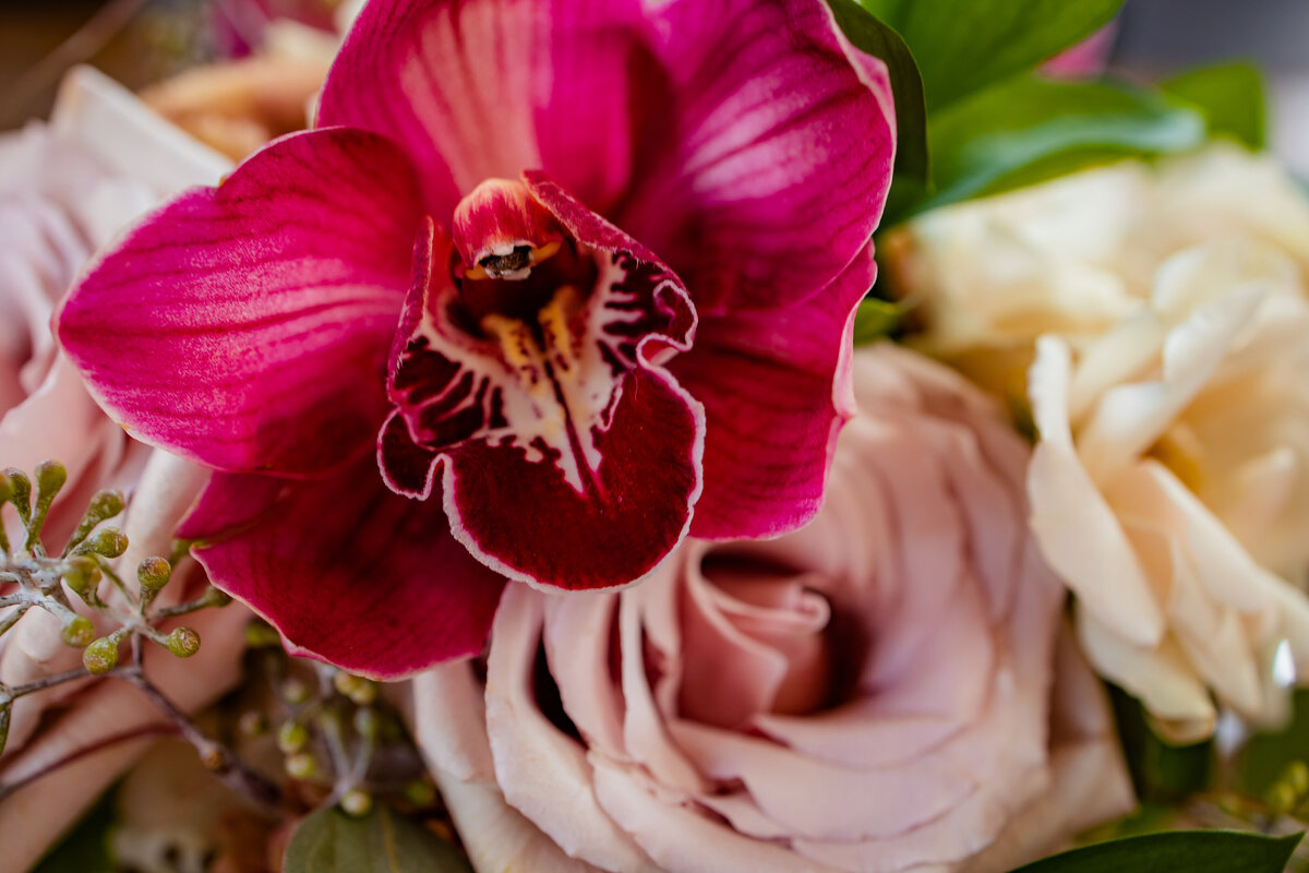 cymbidium-orchid-flower