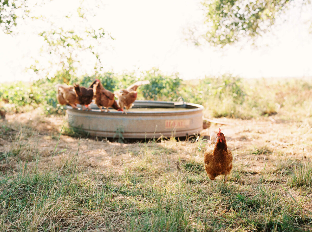 A branding session for Roam Ranch in Fredericksburg, TX