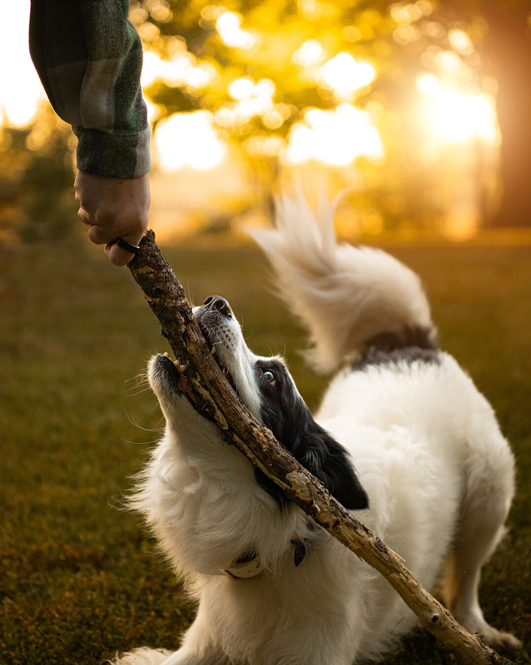 Border Collie Playing with a stick during a golden house photoshoot. Work by Duluth-based pet photographer Joanna of Paddle Paws Photography.