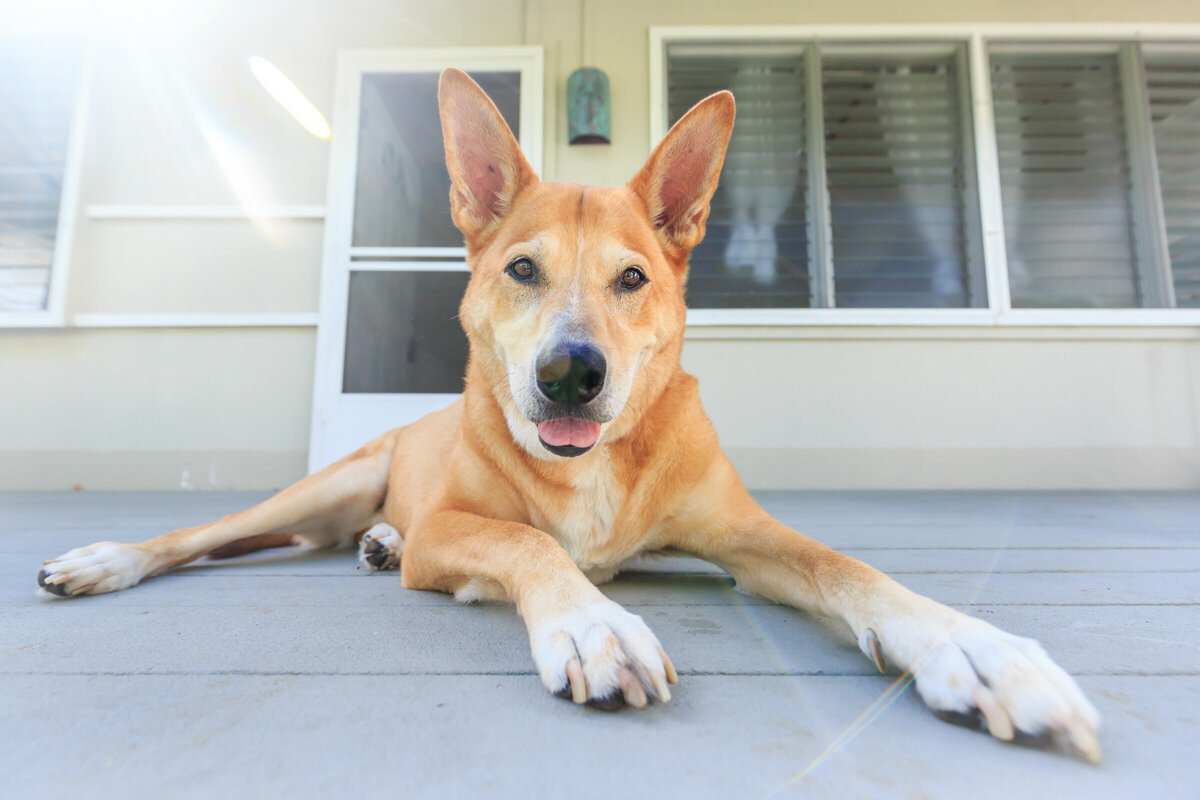 Hawaii Senior Dog Photography-25