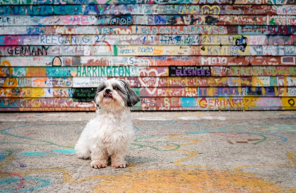 Dog Portrait in front of a barn in Door County