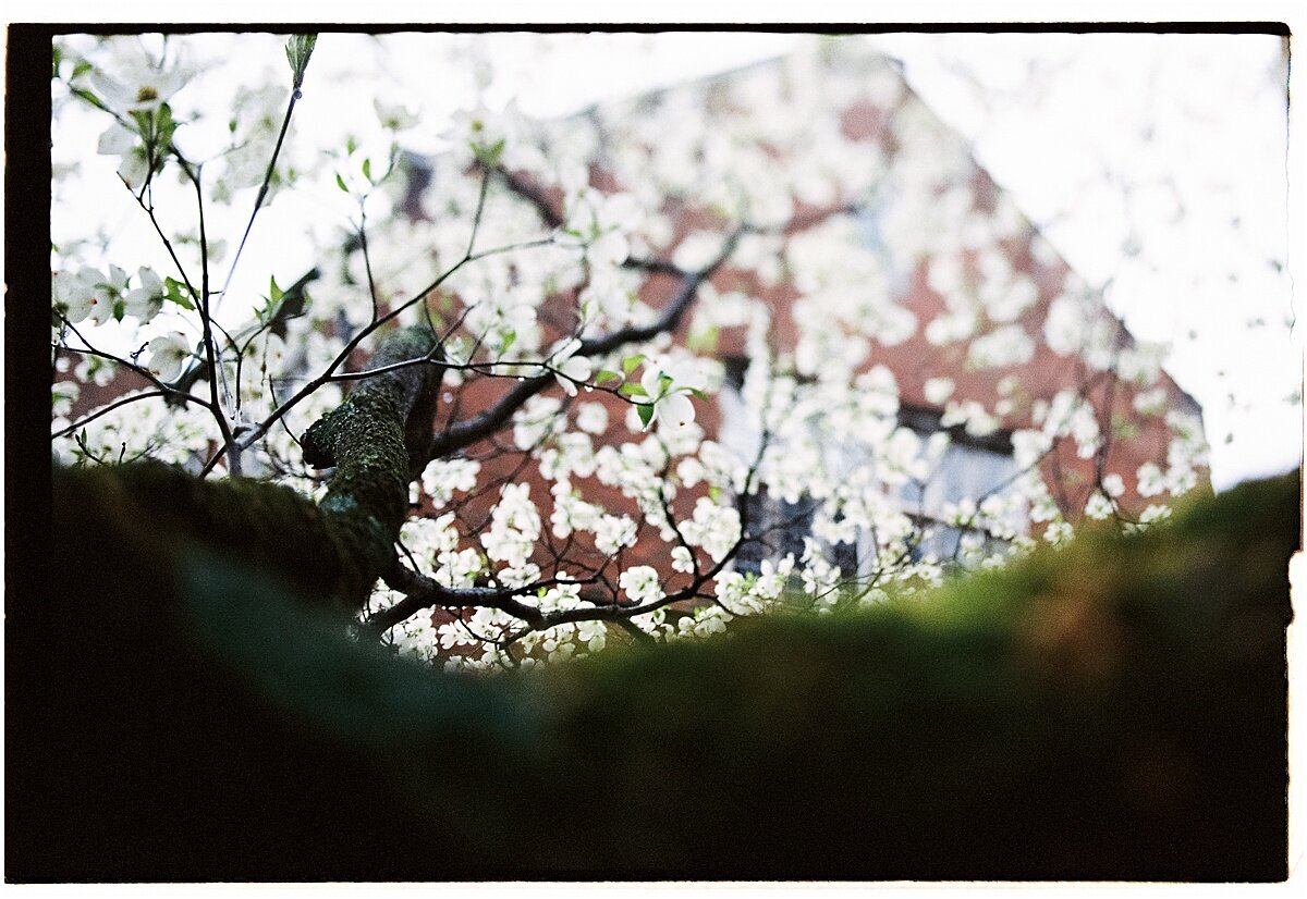 Amber_Watson_Film_Florals (15)