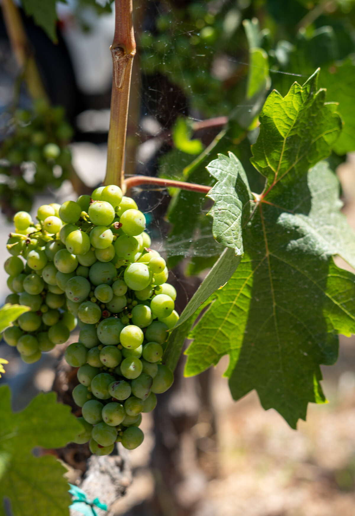 sonoma-5