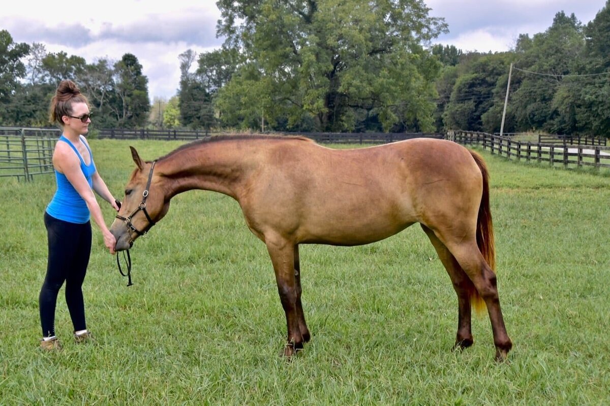 Buckskin Connemara Pony