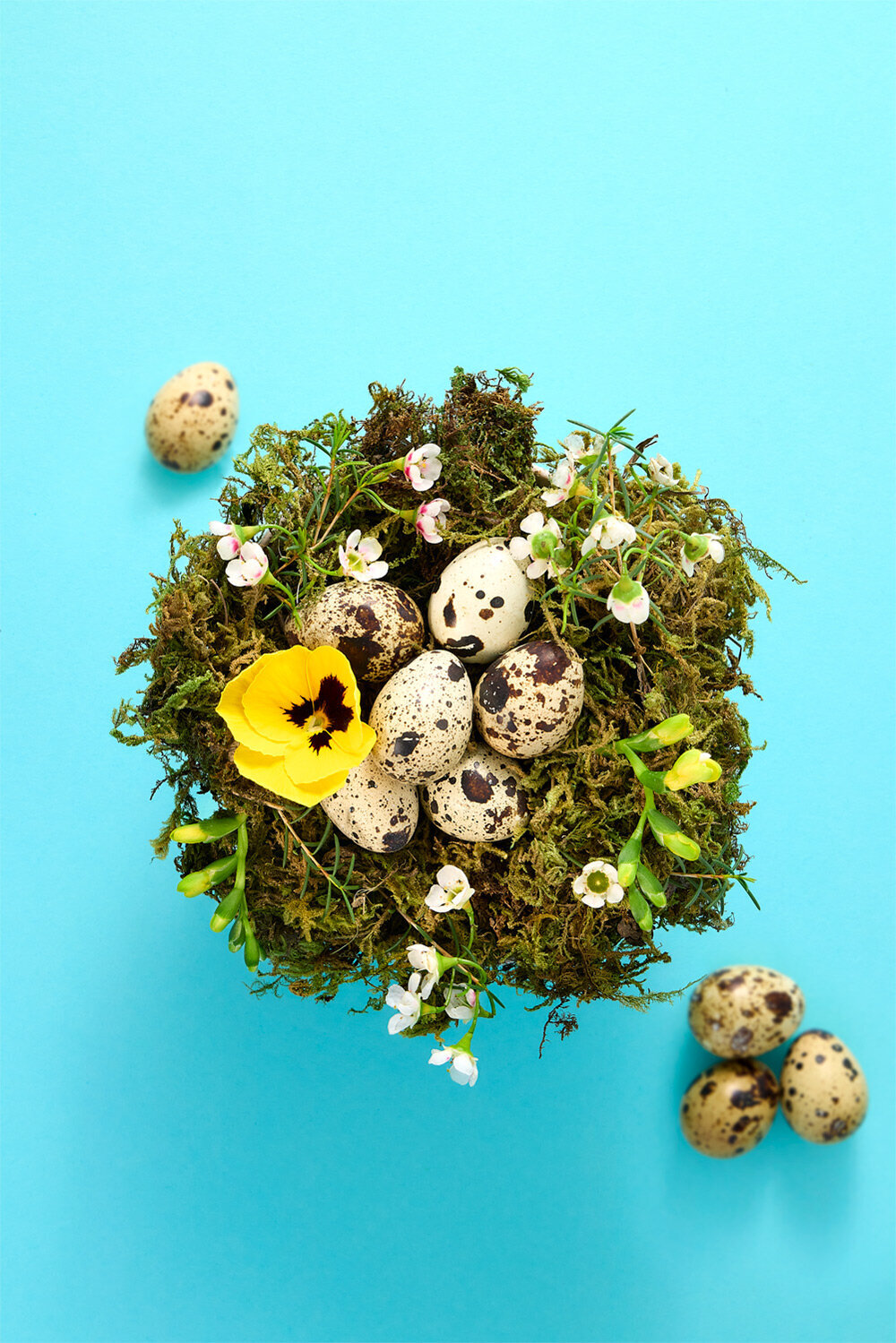 Spring Quail Egg Nest