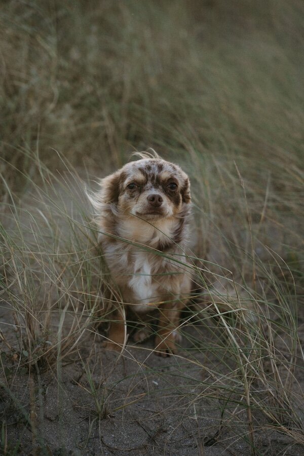 Petit chien dans les dunes, regard curieux et pelage balayé par le vent. Photographie par Kamescop.