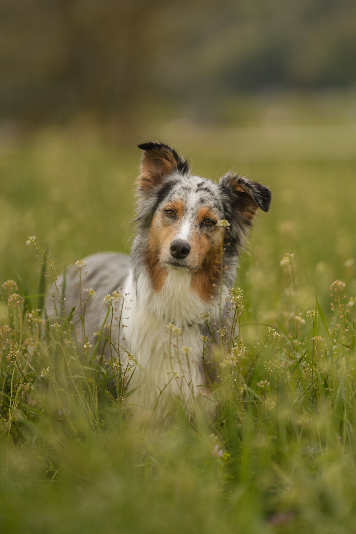 Elis-Fotografie-Hundefotografin-Solothurn-Tiefotografin-Biel-Paarfotos Solothurn-Hochzeitsfotograf-Bern104