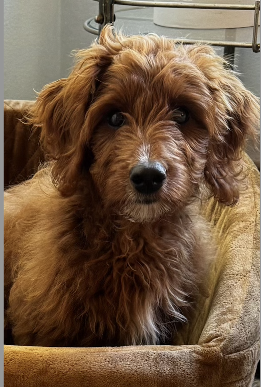 Screenshot 2024-08-27 at 12.27.30 PM