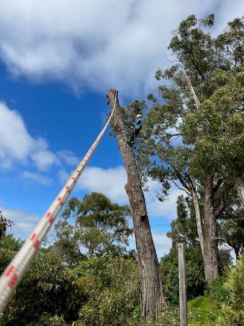 Evergreen Tree Services SA-Stringy Bark over Power Lines Removal-002