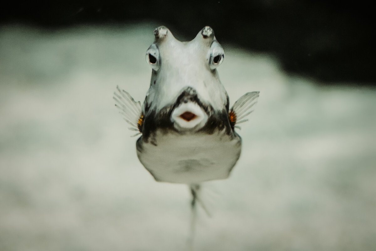 Wildlife photography - Amanda Nicholle Photography