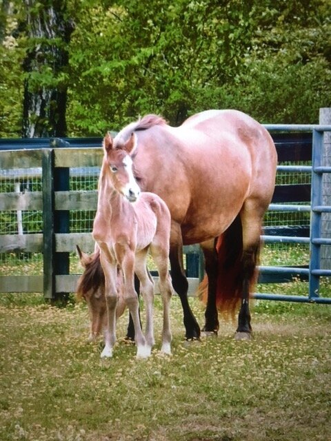 Buckskin Connemara Pony Foal with Mother