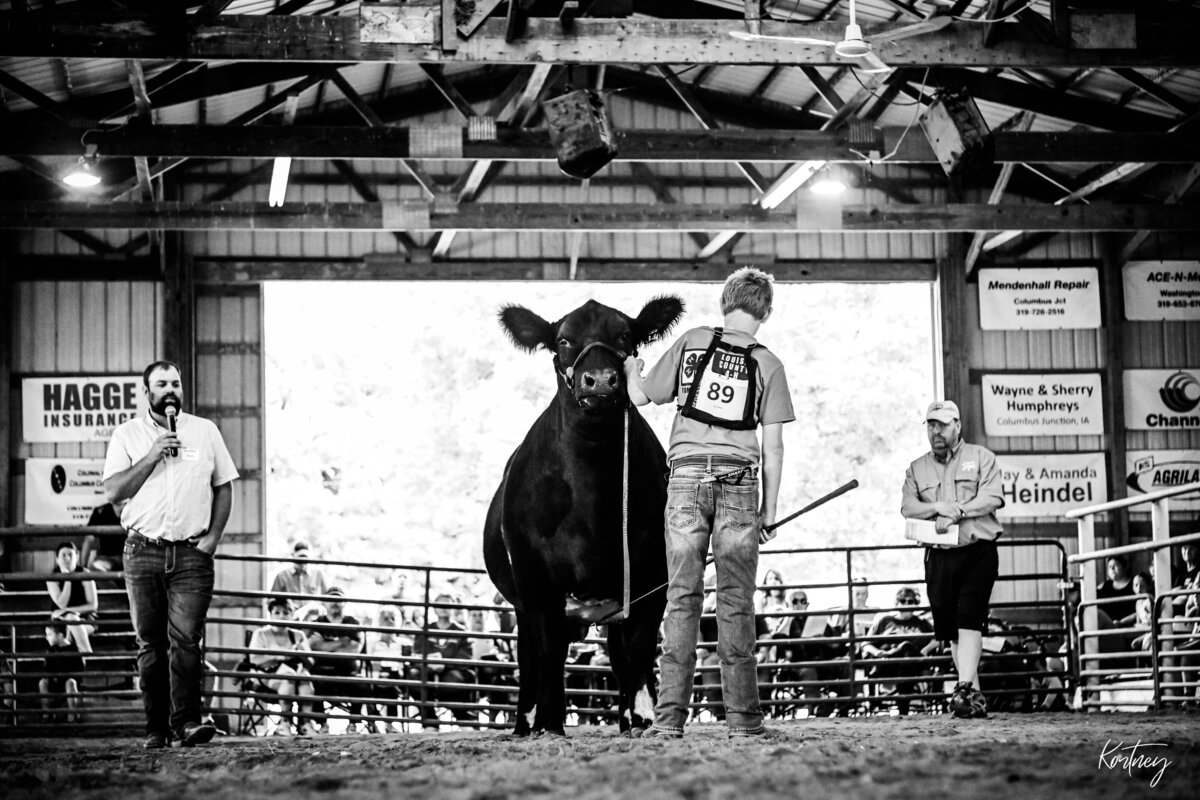boy showing steer