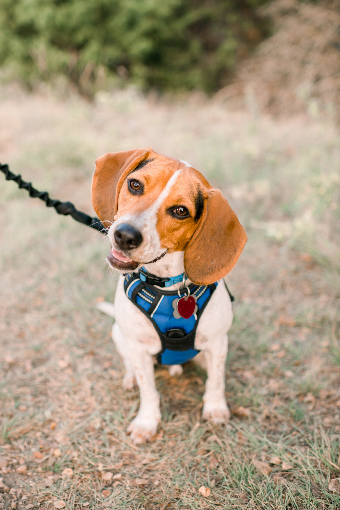 Austin Texas Family photo of puppy at a park.