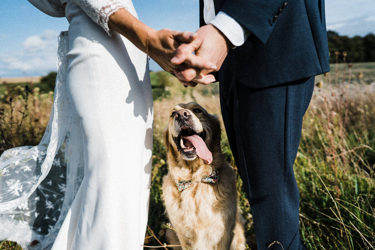 TTWWR-Animals-at-weddings-2048-46