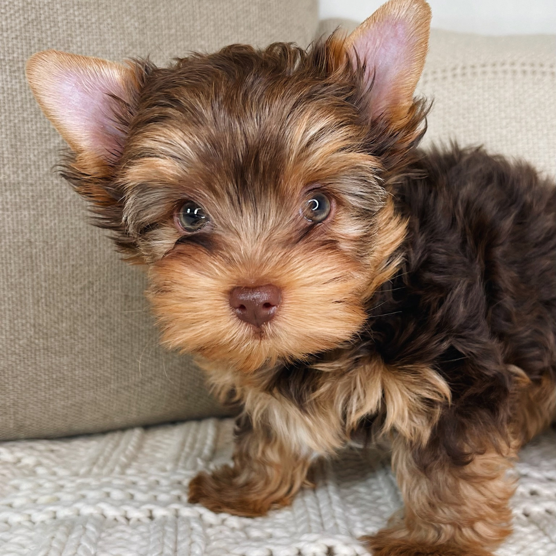 Heart-and-home-yorkies-Teddy-5
