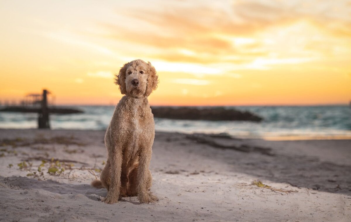 lilla-bordas-portraits-tampa-DOG-photographer1327_1