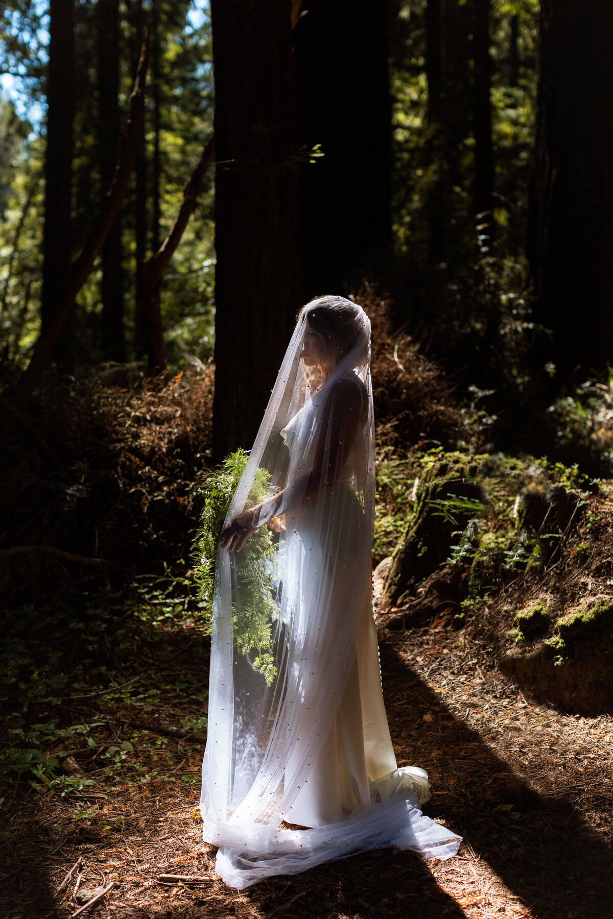 Henry-Cowell-Redwood-Forest-San-Jose-California-Rachel-Marie-Photography-4