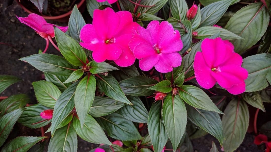netykavka-balzaminka-impatiens-1100x618