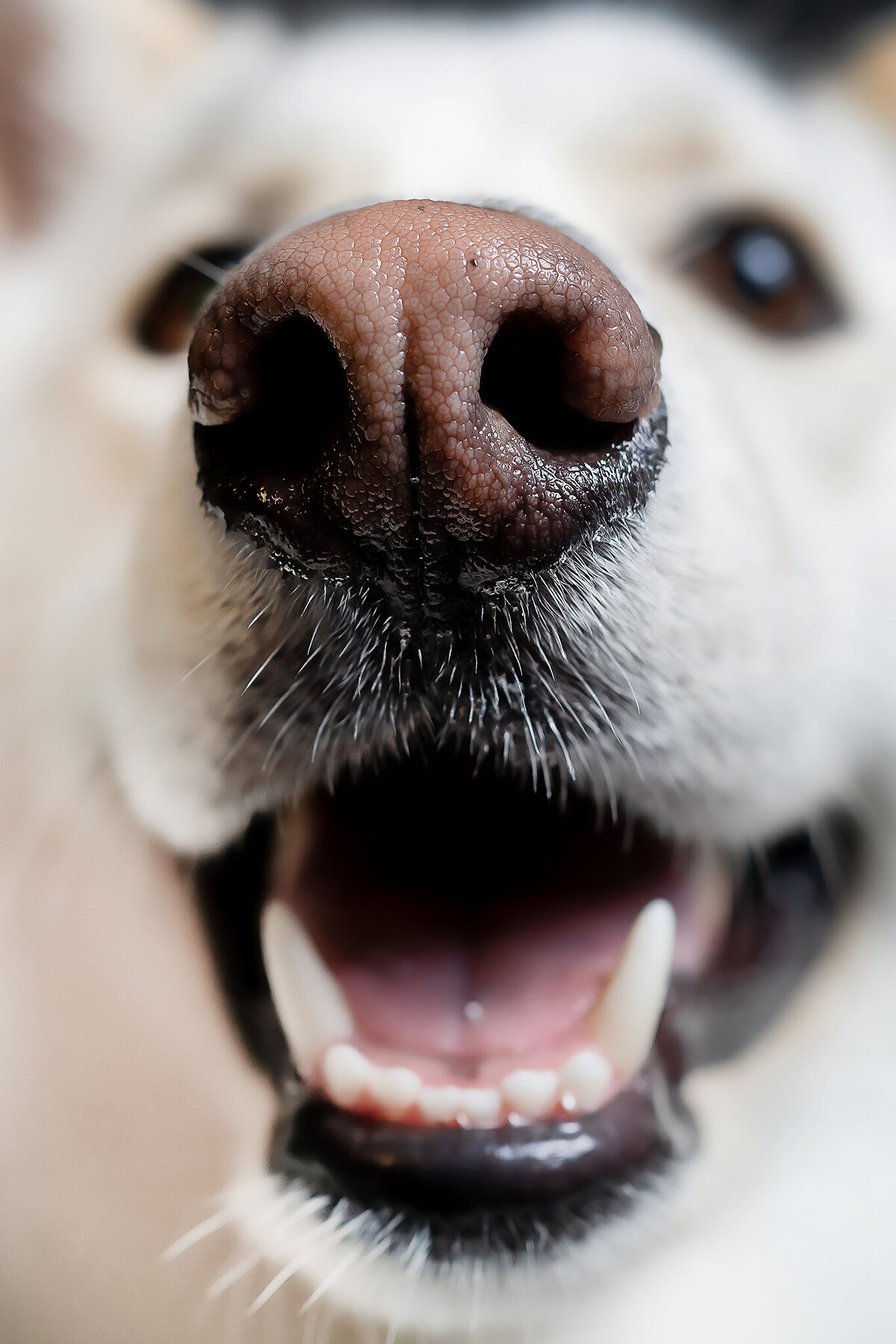 New Orleans Pet Photographer 61