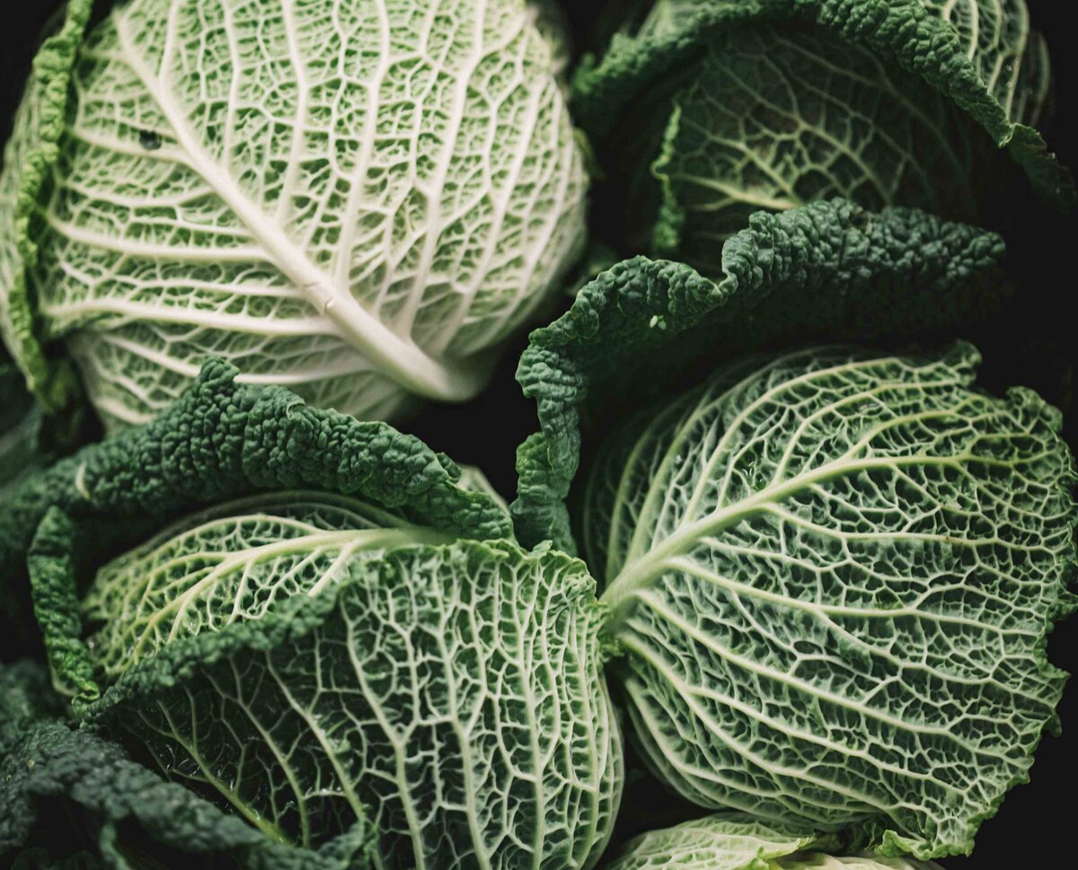 Close-up of fresh green cabbage, highlighting its vibrant leaves, perfect for nutrition counseling discussions.