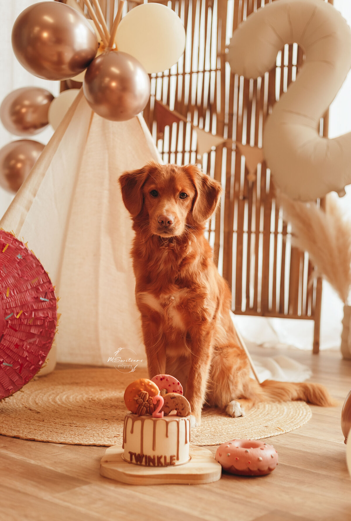 Toller die haar 2e verjaardag viert met een cakesmash fotoshoot in de daglichtstudio met boho decoratie te Geel