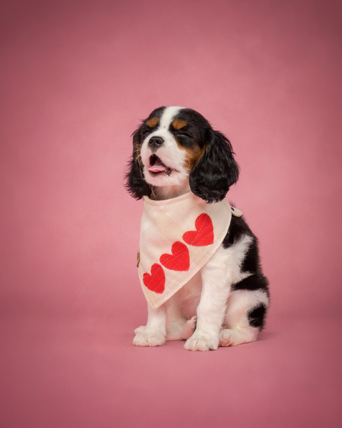 Pets-through-the-Lens-Photography-Vancouver—Lifestyle-Studio-Puppy-Portrait