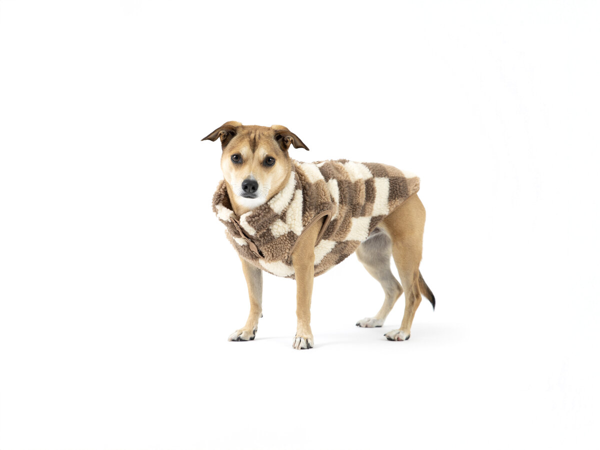 dog photographer for businesses 2