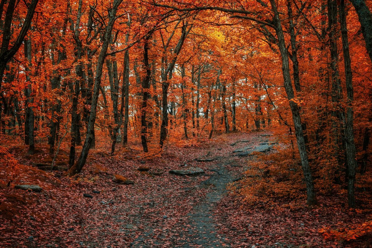 konstantin-dyadyun-50hhiZf9vI0-unsplash