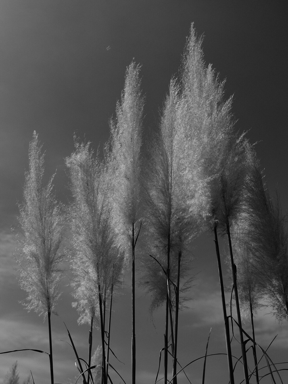 Custom tented wedding celebration with fall Ralph Lauren vibes at private polo farm in Aiken, South Carolina by Sarah Bradshaw_0151