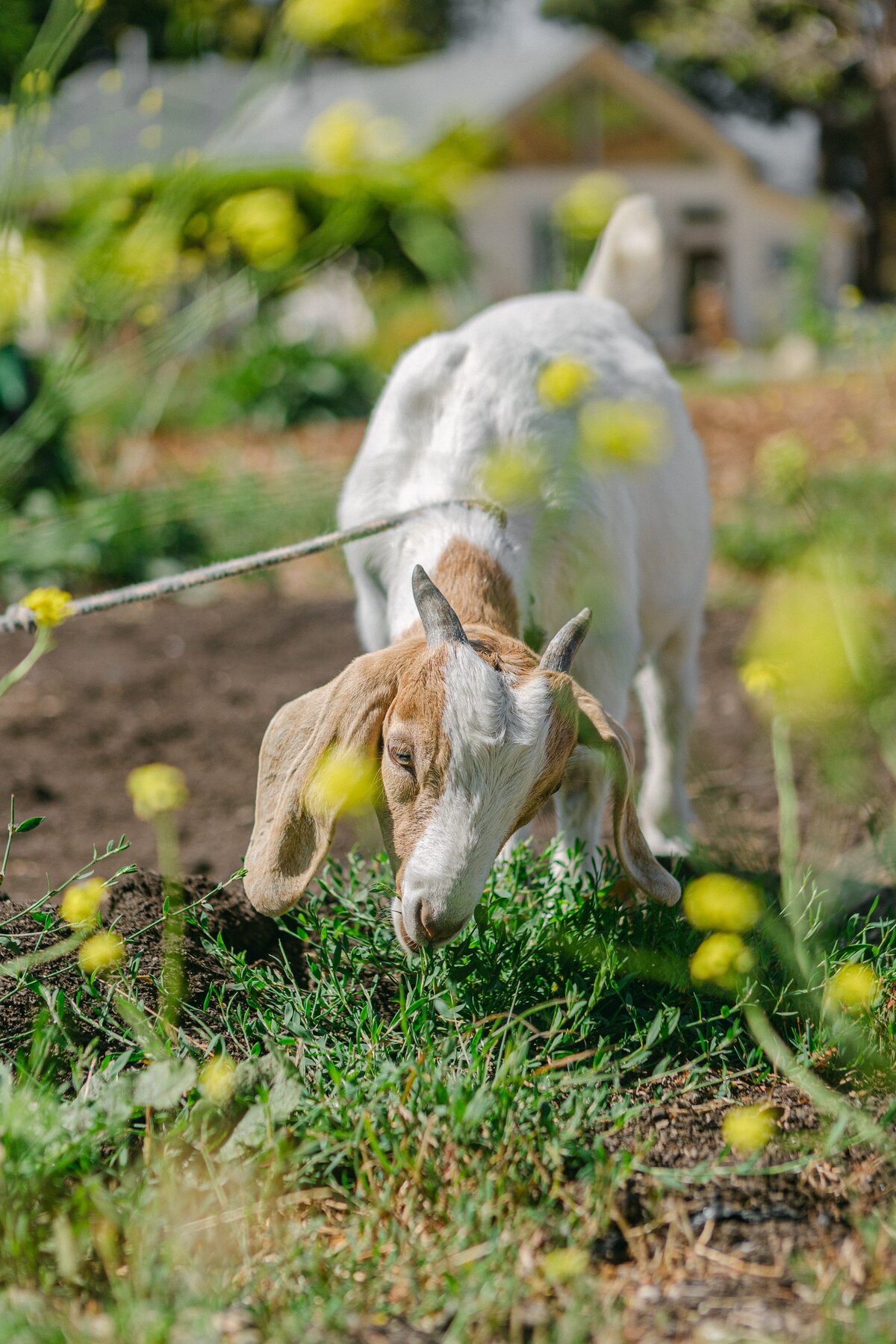 The-Ripe-Org-Farm-Ventura-California-Santa-Paula-Non-Profit-0046