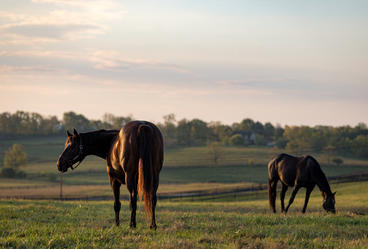 Thoroughbred mares at pasture at sunrise.