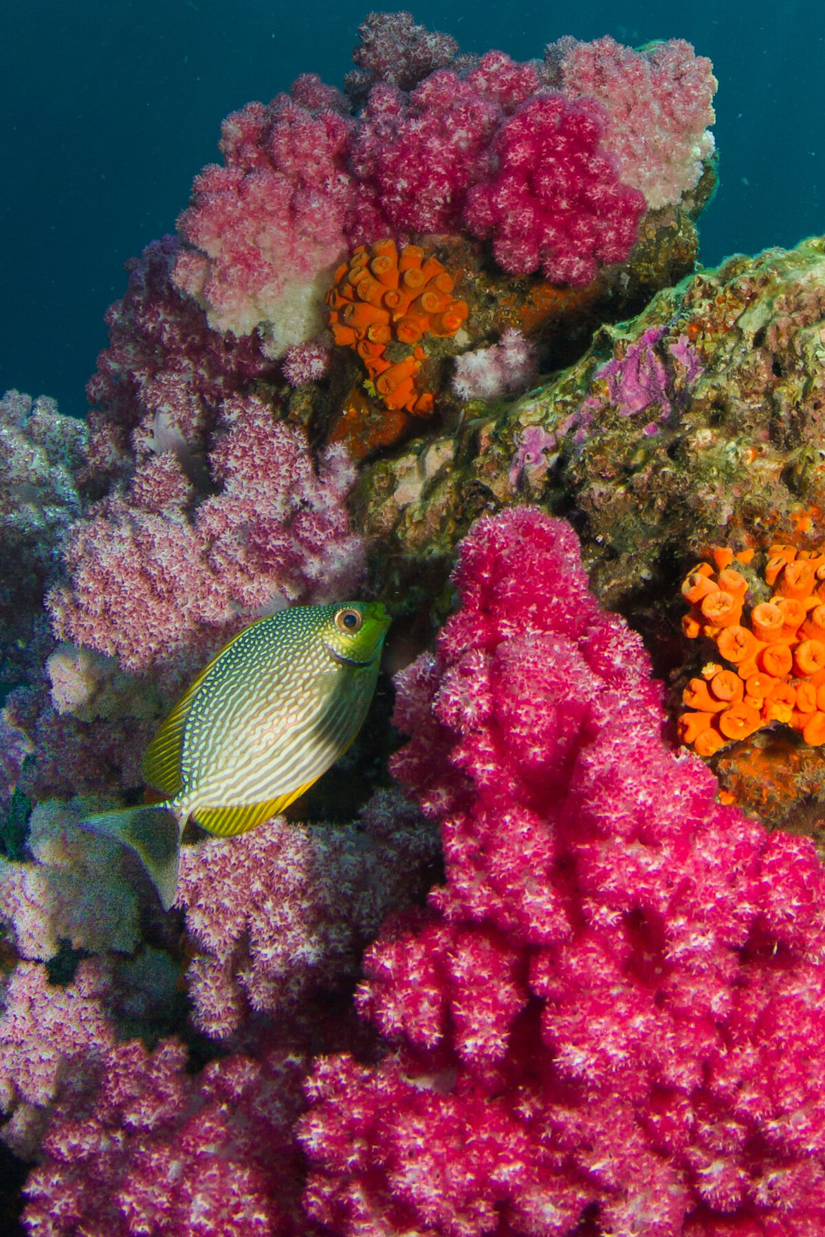 sealife_01c