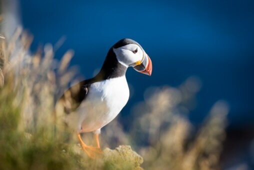 travel Iceland 115