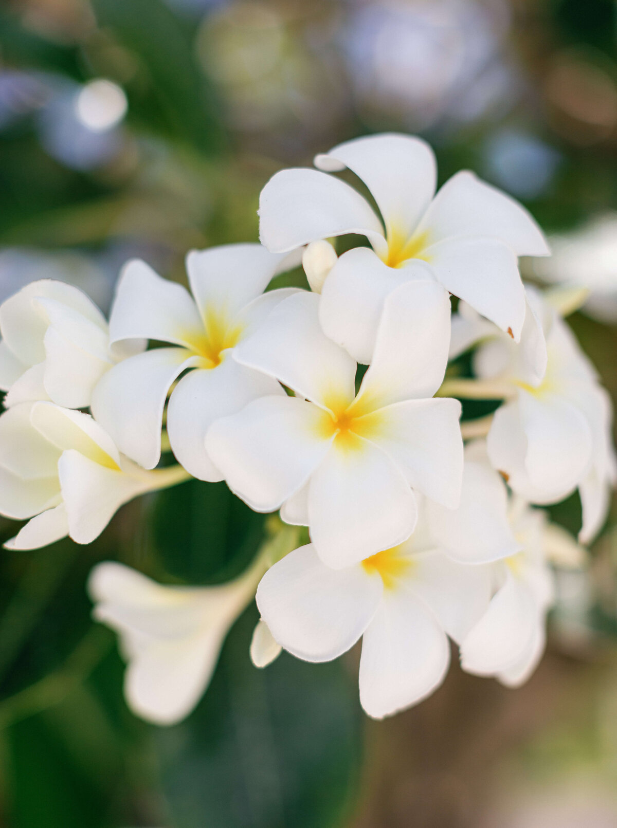 Island Flowers