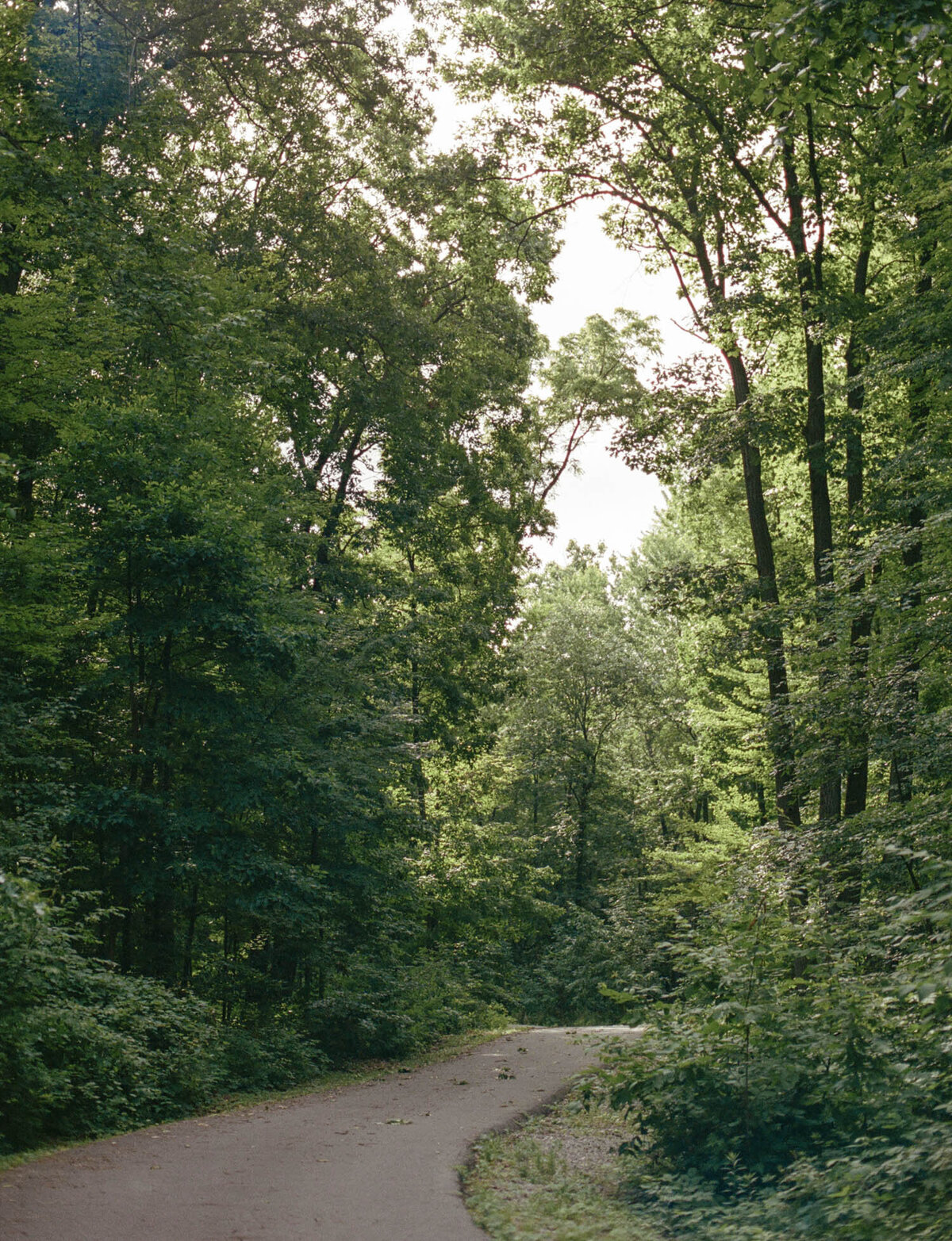 path through dense forest, tall trees, Michigan forest, conceptual branding photography for candle company