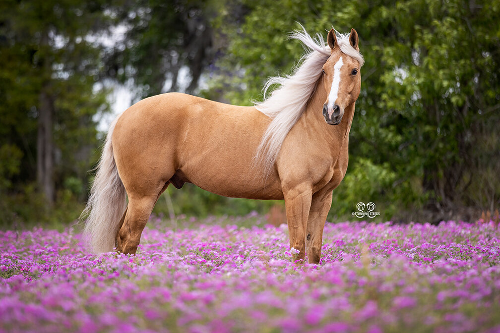 palomino horse photography