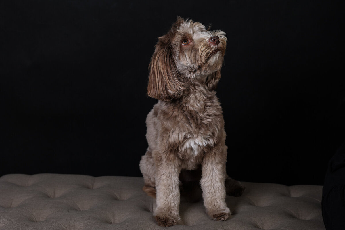 Bay Area Dog photograper-3574