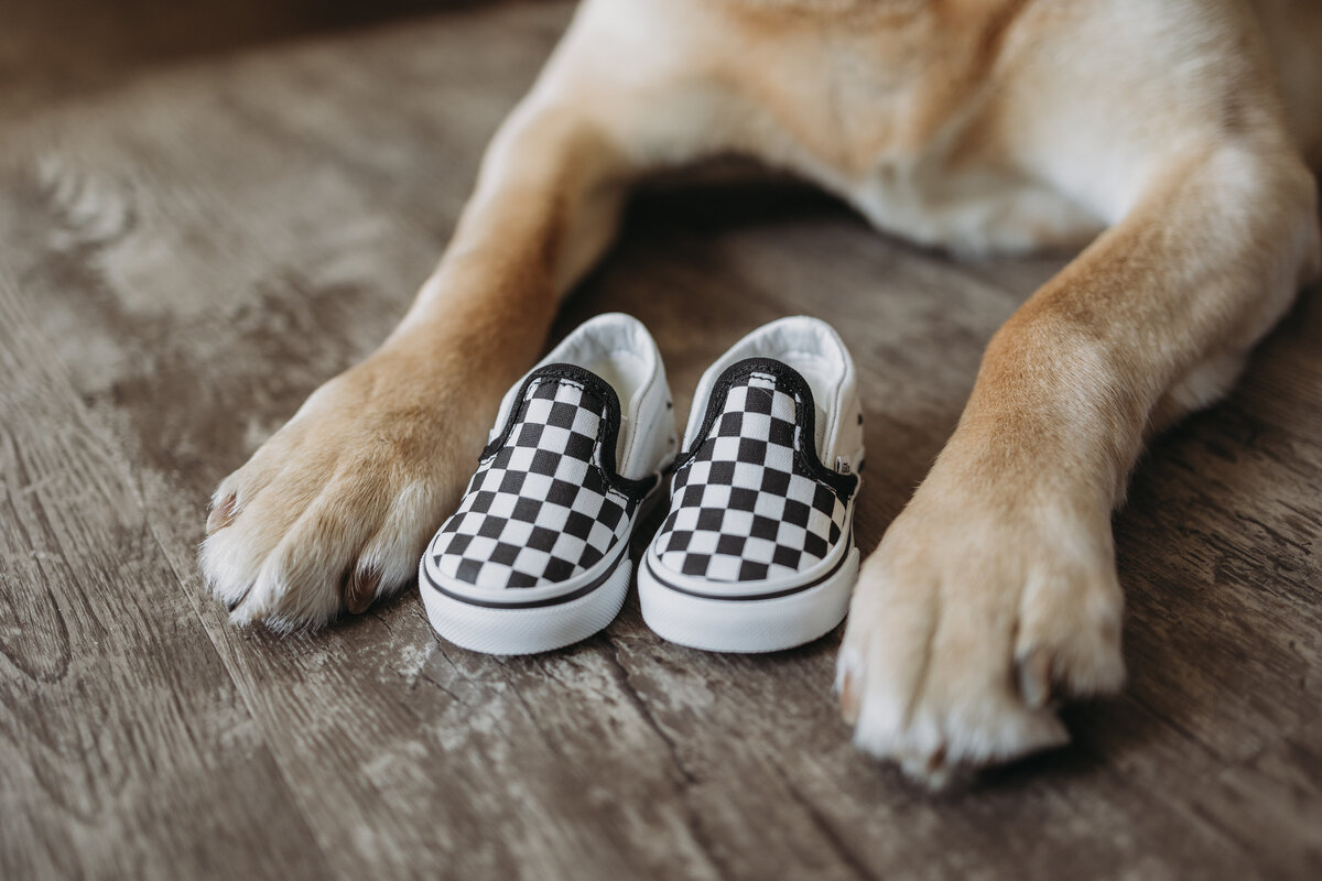 dog paws and baby shoes '